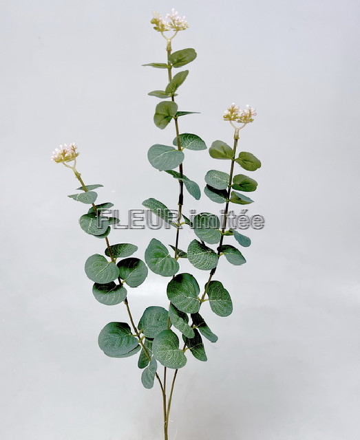 Eukalypt 63cm 36/360