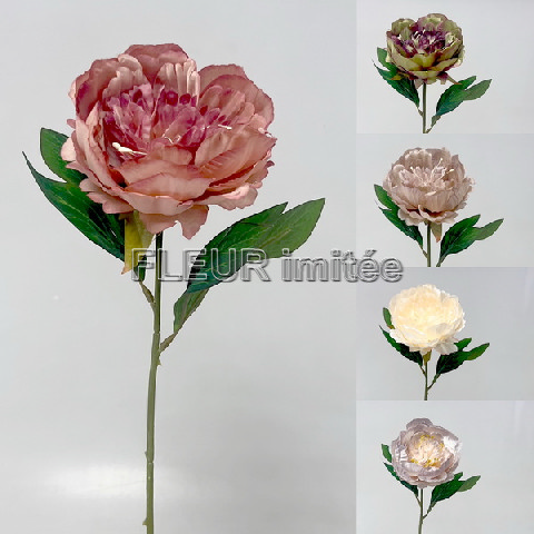 Pivoňka  x1  50cm 6/72