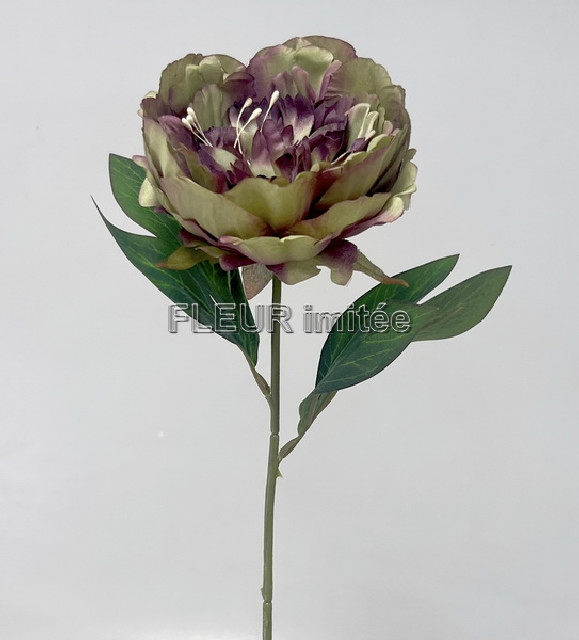 Pivoňka  x1  50cm 6/72