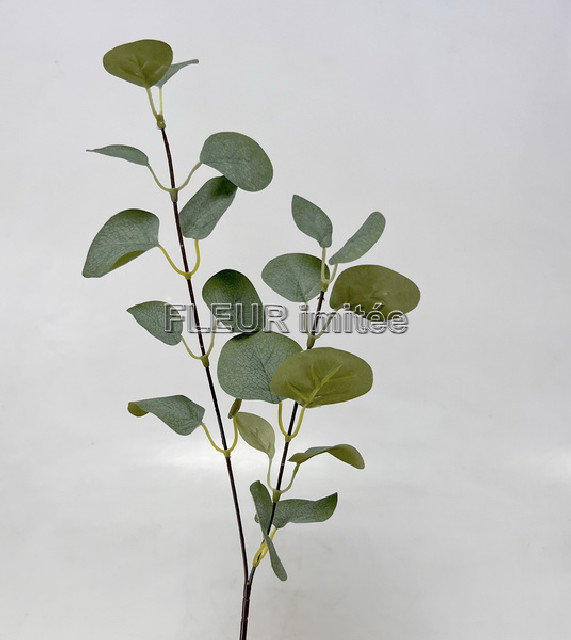 Eukalypt x2 60cm  6/48