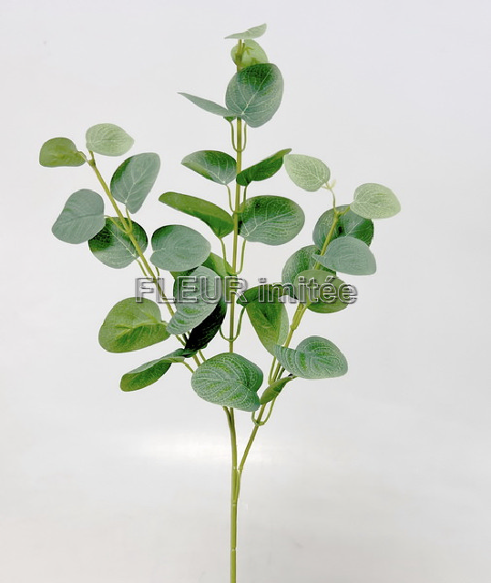 Eukalypt x3 61cm 48/288