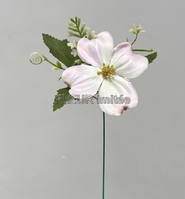 Dřín x1  20cm 12/60