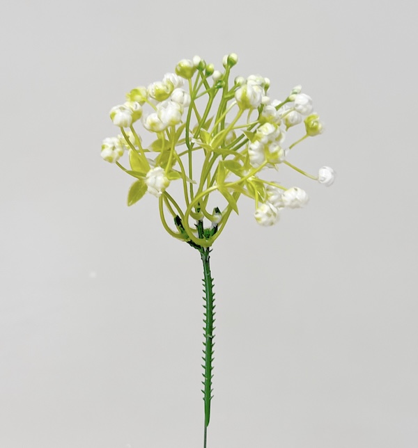 Gypsophila záp. 1/720