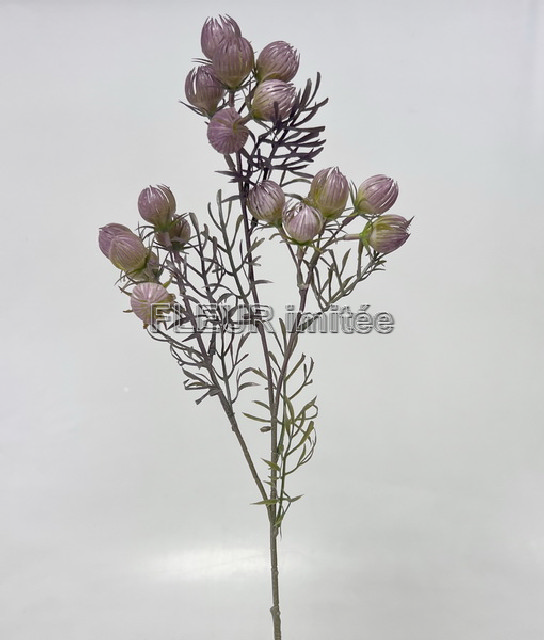 Physalis mini x3  60cm 36/216