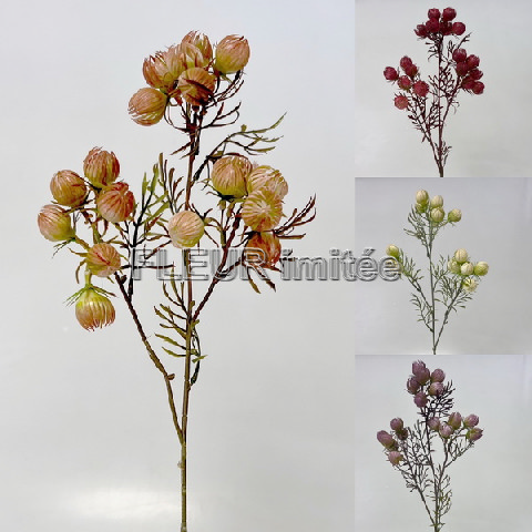 Physalis mini x3  60cm 36/216