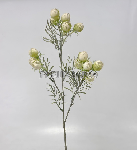 Physalis mini x3  60cm 36/216