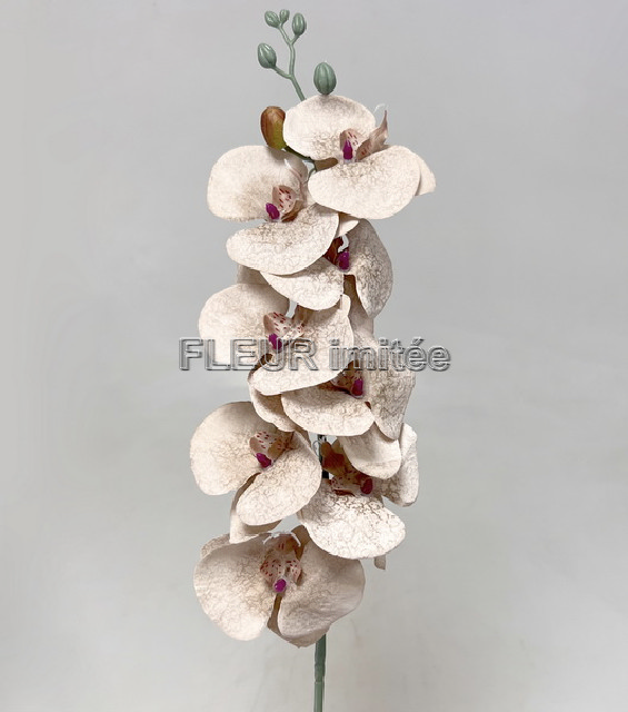 Orchidea  90cm latex  12/144