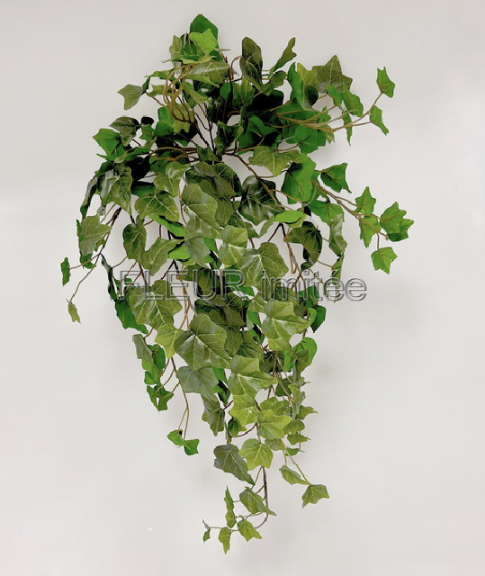 Břečťan 80cm latex 12/48