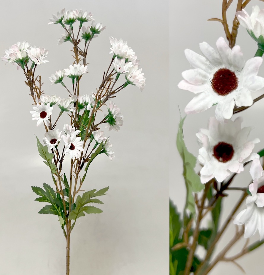 Čekanka 87cm  24/144