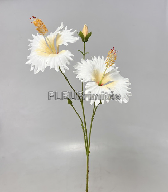 Ibišek x2 65cm 12/144