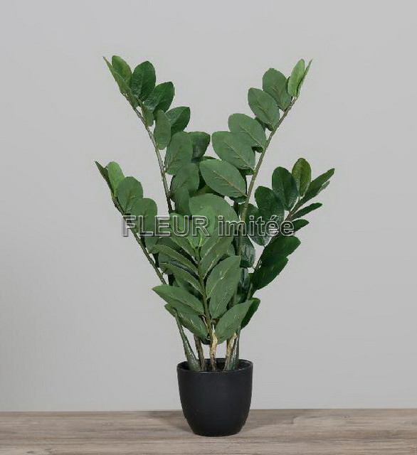 Zamiokulcas 60cm   4/16