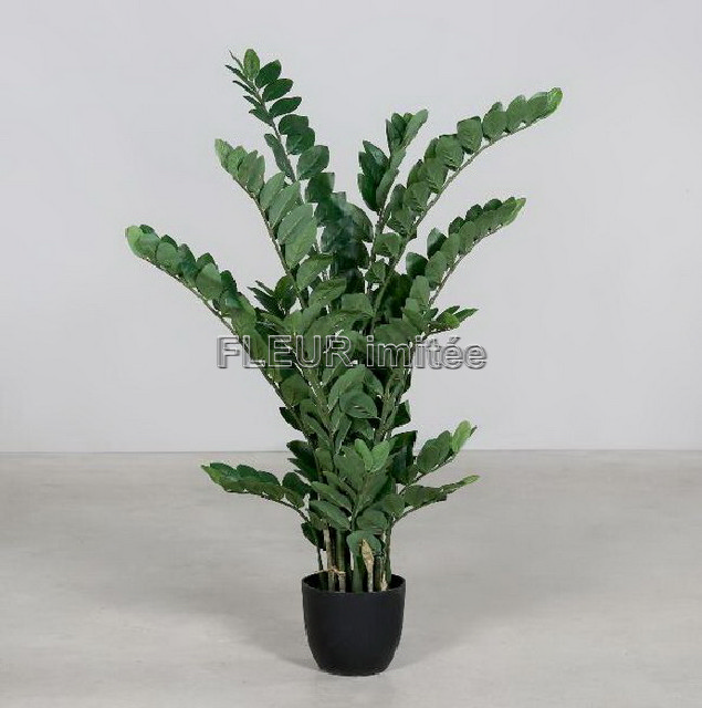 Zamioculcas 105cm 1/4