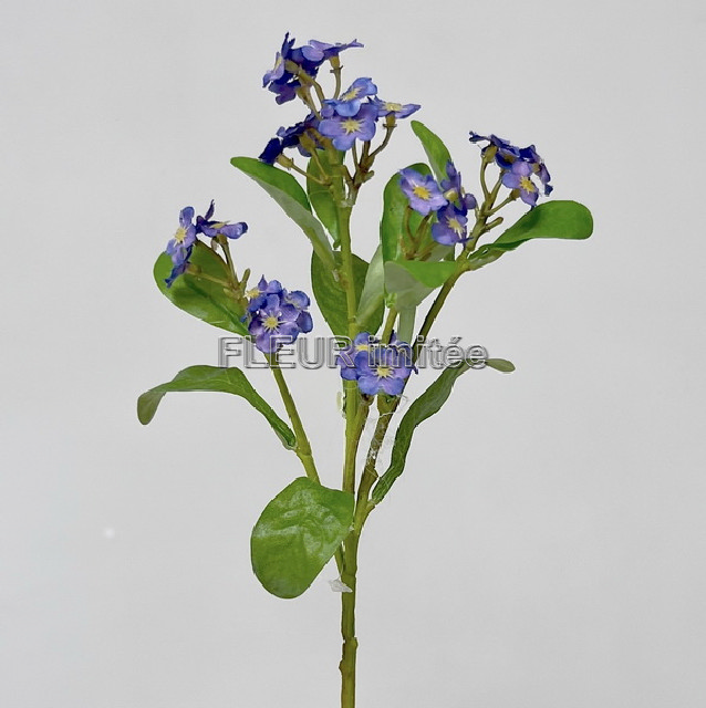 Pomněnka 24cm 36/288