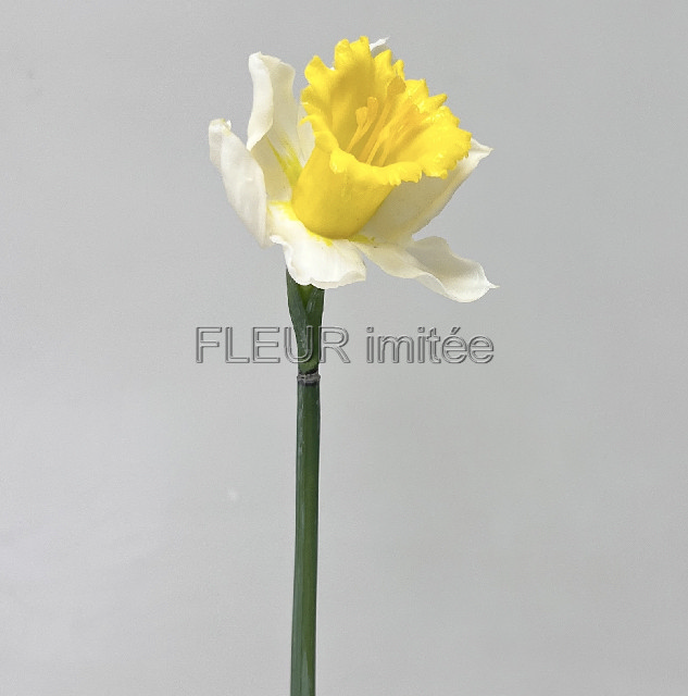 Narcis latex 52cm 24/288