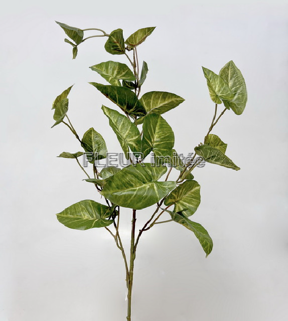 Caladium x3 90cm 12/144