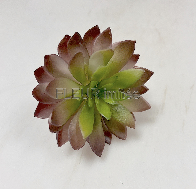 Sukulent 14cm 24/144