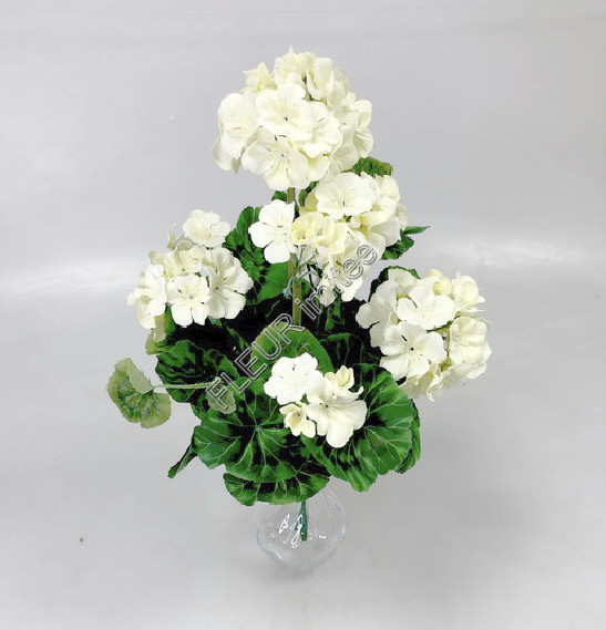 Muškát keřík 45cm 24/120