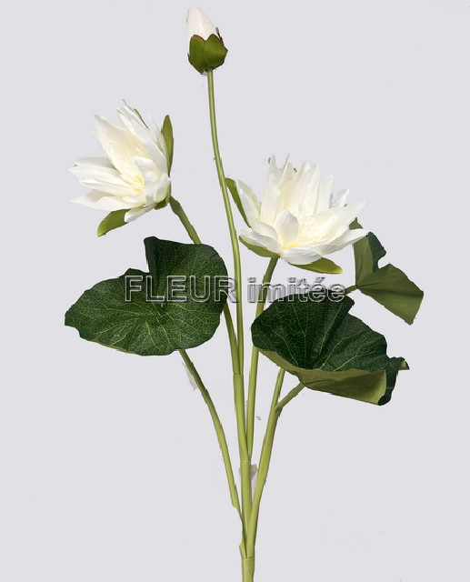 Lotos x3   138cm 24/144