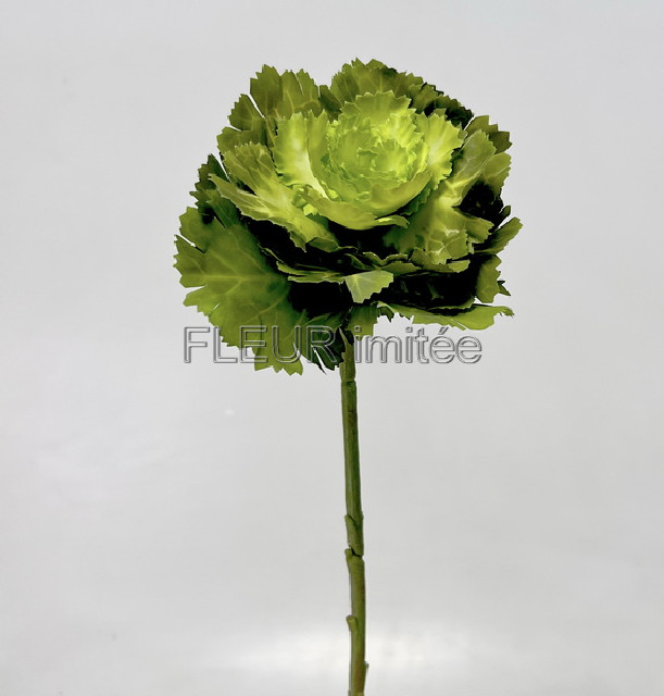 Zelí ozdob.40cm 24/144