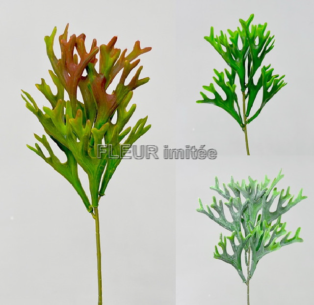 Platycerium záp. 38cm 12/216