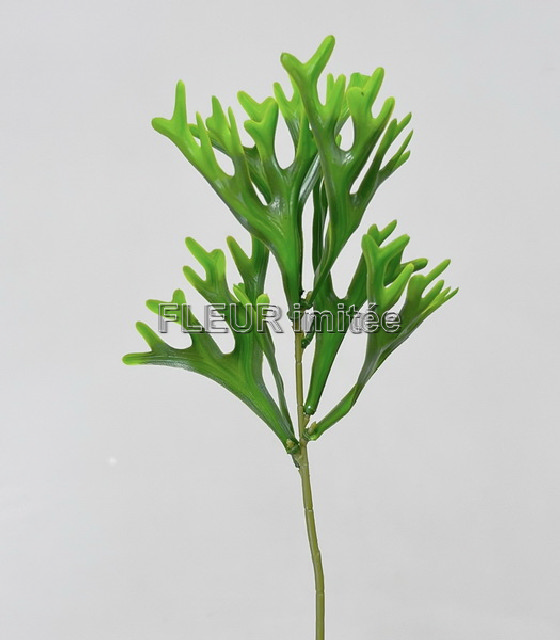 Platycerium záp. 38cm 12/216