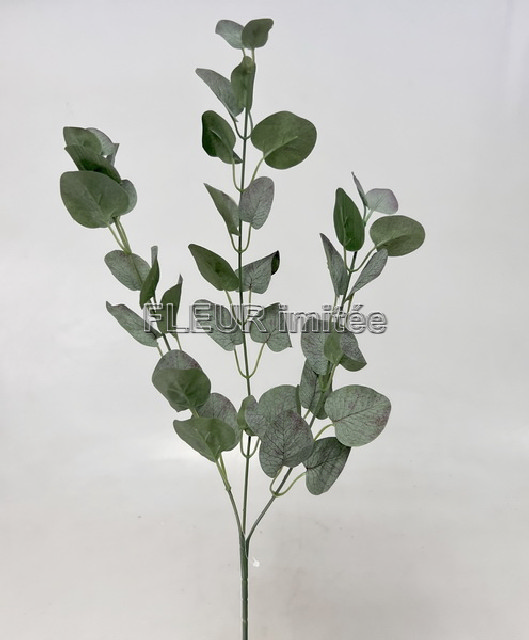 Eukalypt x3 70cm 12/60