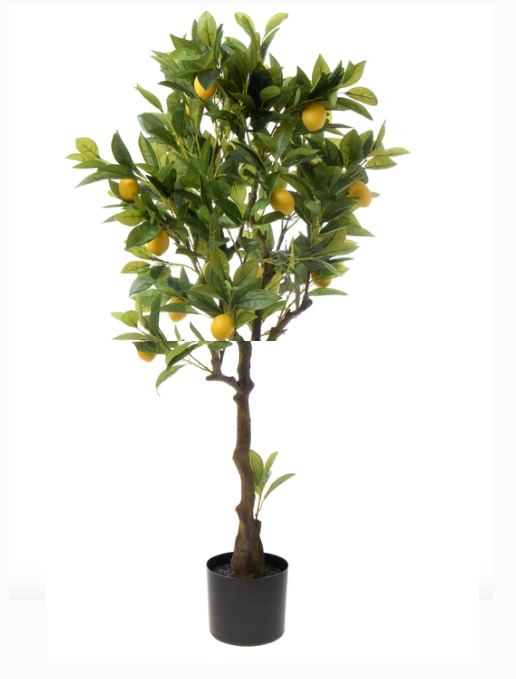 Strom Citroník 120cm 1/2