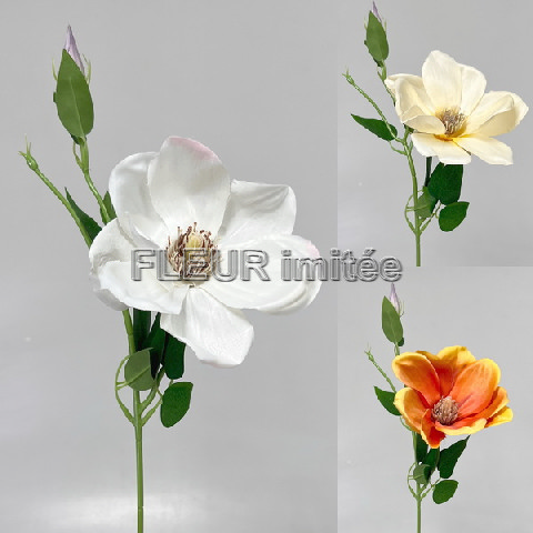 Magnolie x1 45cm   12/144