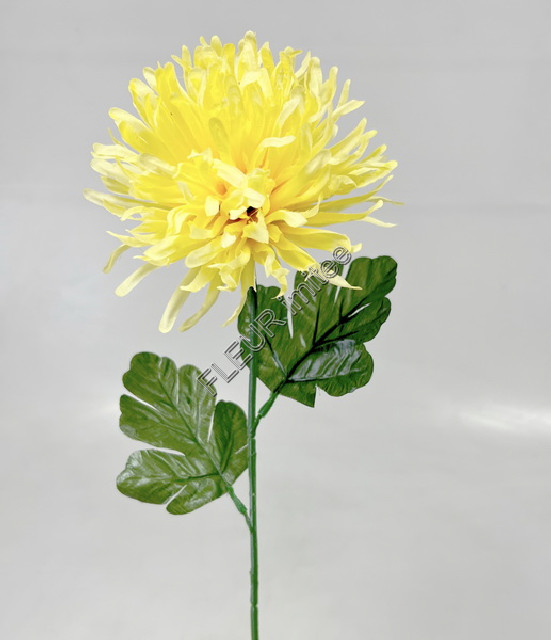 Chryzantéma  60cm/8cm   12/480