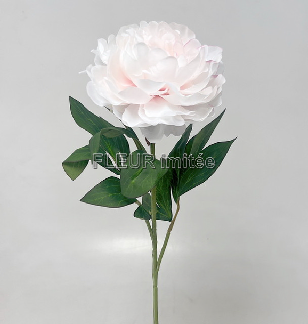 Pivoňka x1 10/70cm    12/240