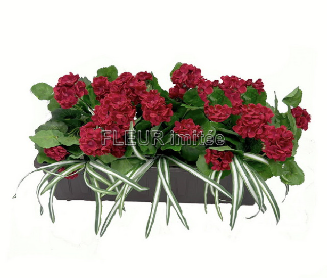 Truhlík muškát 60x35cm