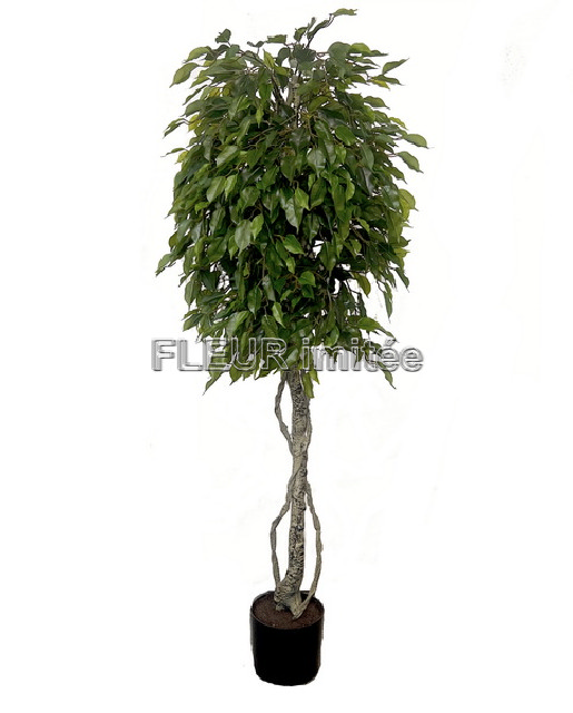 Fikus strom 165cm UK 1/2