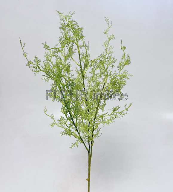 Asparagus x3 70cm 36/432