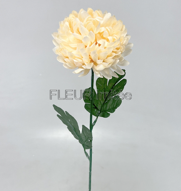 Chryzantéma  6012cm  12/144