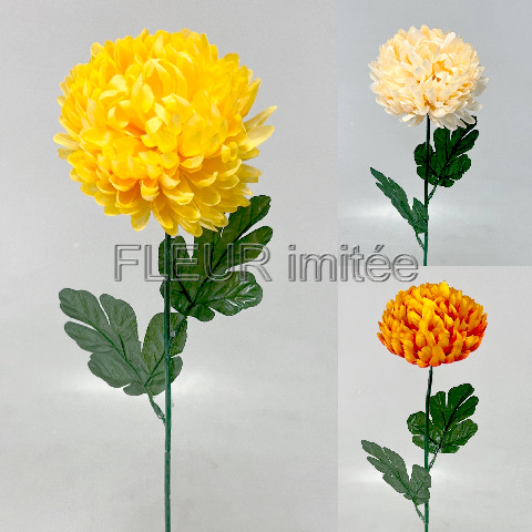 Chryzantéma  6012cm  12/144
