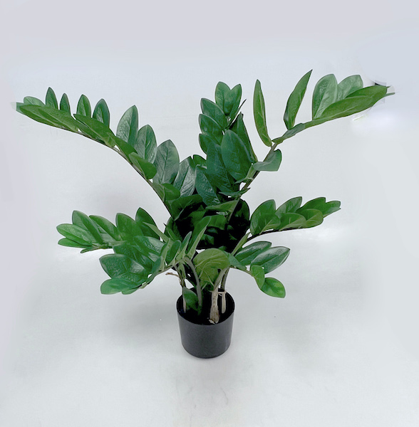 Zamioculcas 70cm 1/6