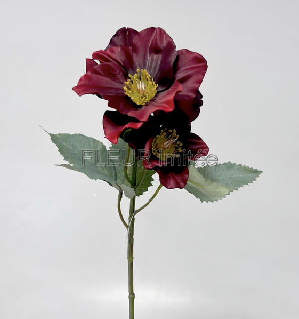 Čemeřice x3 52cm 12/144