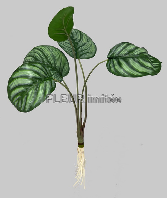 Calathea x5 24/144