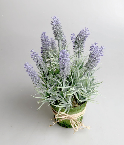 Levandule v květníku 25cm