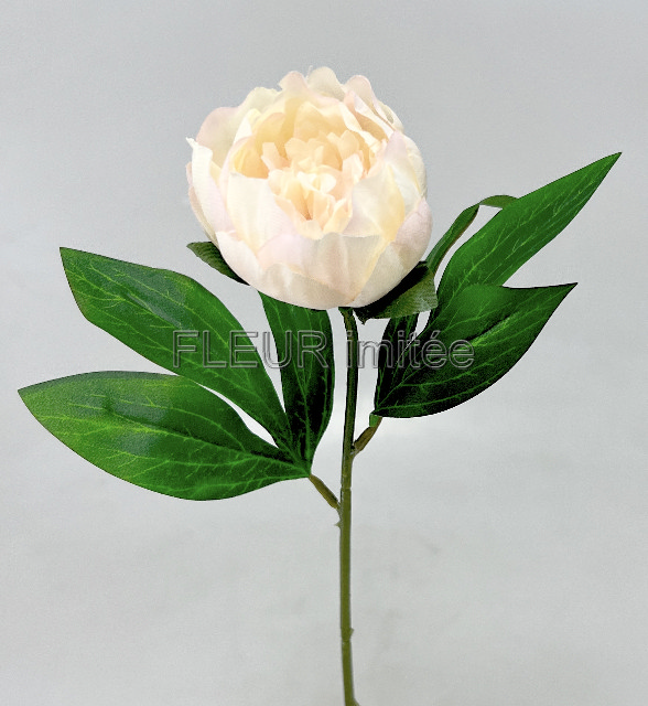 Pivoňka x 1 45cm 12/144