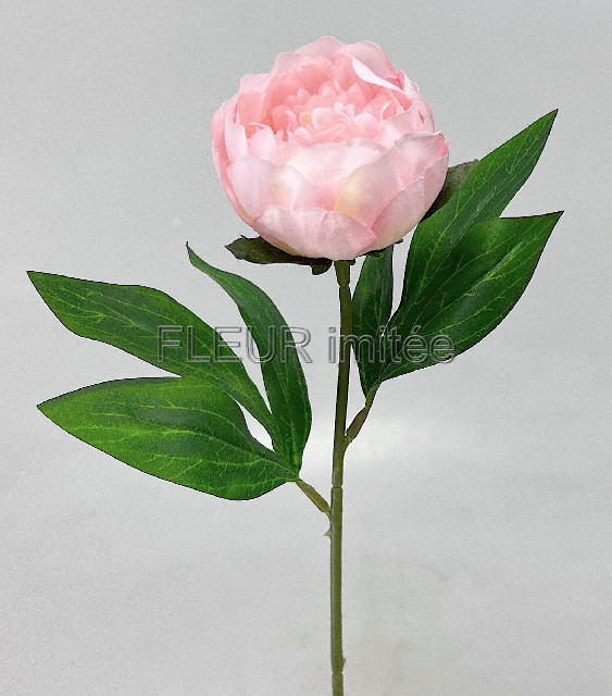 Pivoňka x 1 45cm 12/144