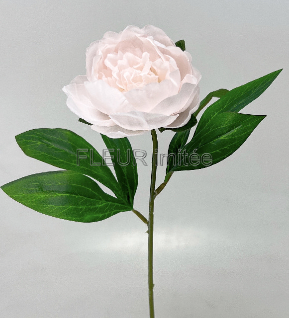 Pivoňka x 1 45cm 12/144