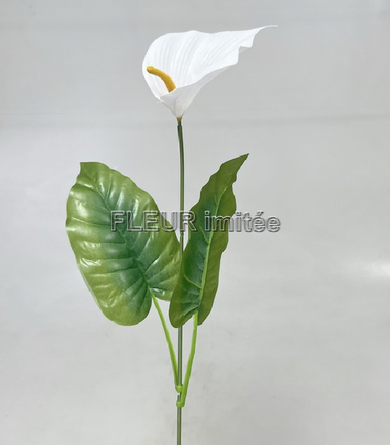 Kala x1 55cm    12/144