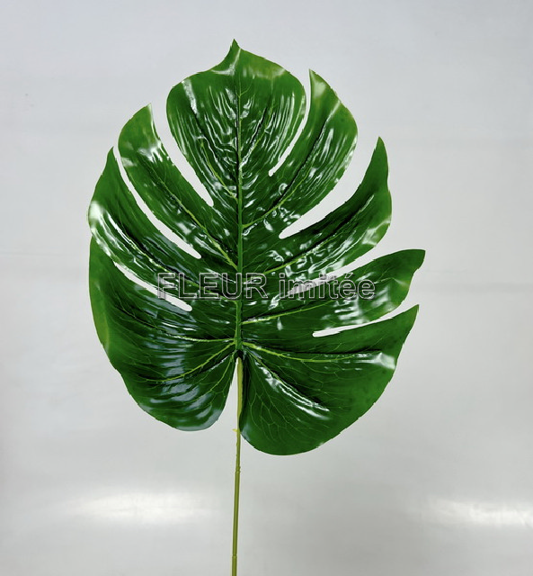 List monstera 57cm 12/72
