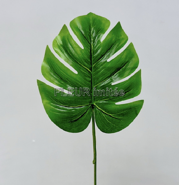 List monstera 1/768