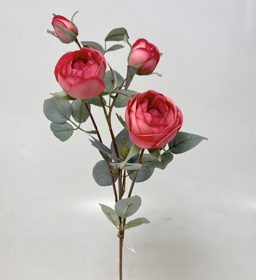 Růže x4  70cm 12/120