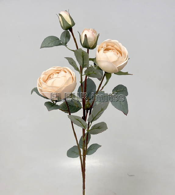 Růže x4  70cm 12/120