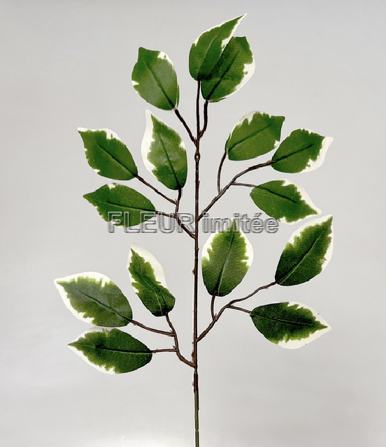 Větev fikus 54cm 12/720