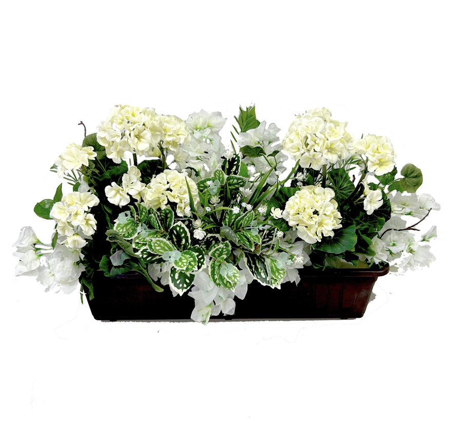 Truhlík muškát 60x30cm