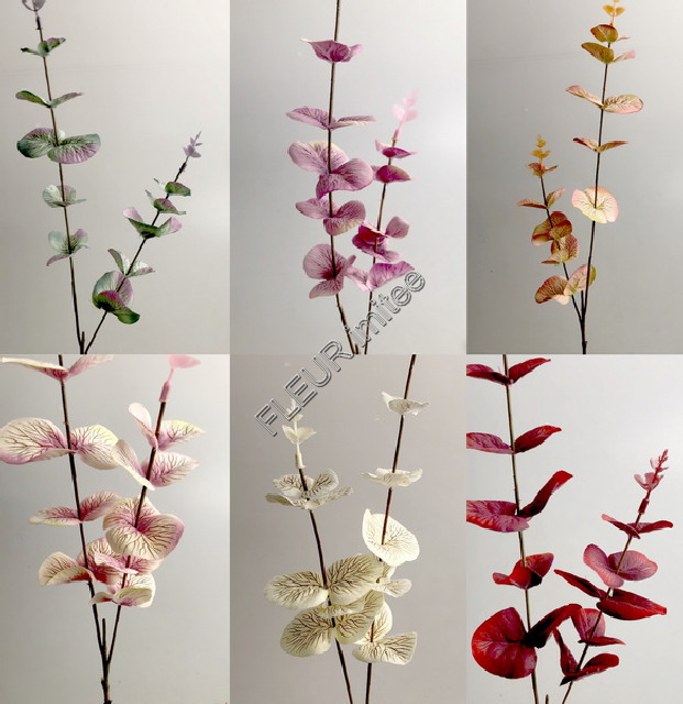 Eukalypt x2  60cm 72/576